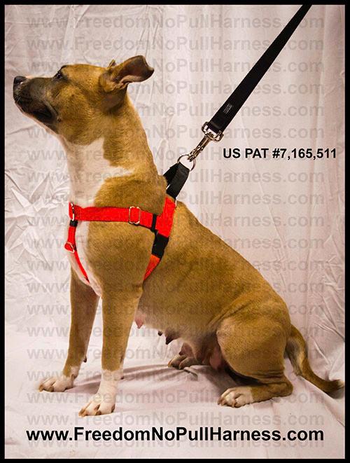 1" Freedom NoPull Harness Buy Direct from Harness Inventor